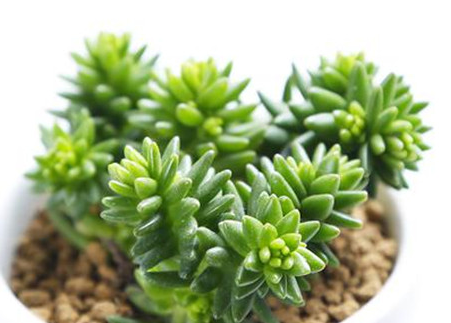 白花小松叶子发蔫怎么办?可能是浇水未浇透