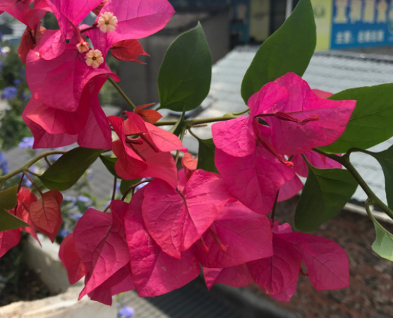 三角梅掉花掉叶子怎么办？主要由水肥管理不当造成