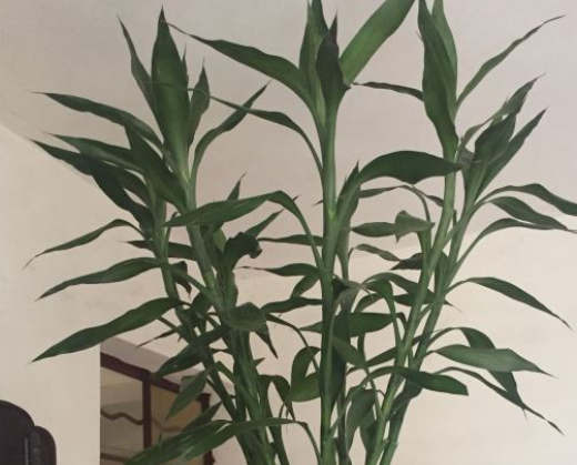 富贵竹茎秆枯萎了怎么办?立即将枯萎茎秆拔除