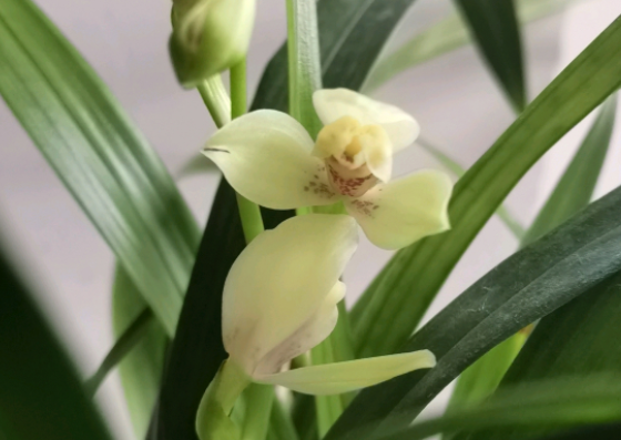 养好兰花先养根 兰花怎么养根